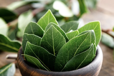 Con unas hojas de laurel puedes mejorar el aroma de tu ropa Foto: Shutterstock