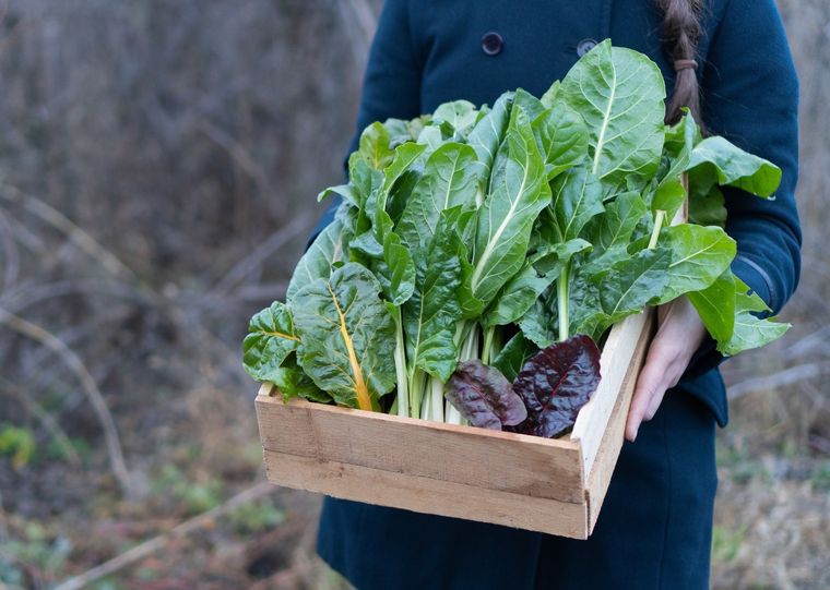 Cultiva estas plantas en el jardín en invierno. Foto: SHUTTERSTOCK Cultiva estas plantas en el jardín en invierno. Foto: SHUTTERSTOCK