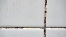 La humedad es el principal aliado del moho en casa. Foto: Shutterstock La humedad es el principal aliado del moho en casa. Foto: Shutterstock