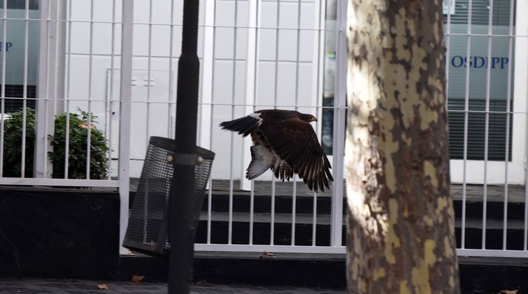 El gavilán que se hizo famoso ayer. Foto: ALF PONCE MERCADO / MDZ El gavilán que se hizo famoso ayer. Foto: ALF PONCE MERCADO / MDZ