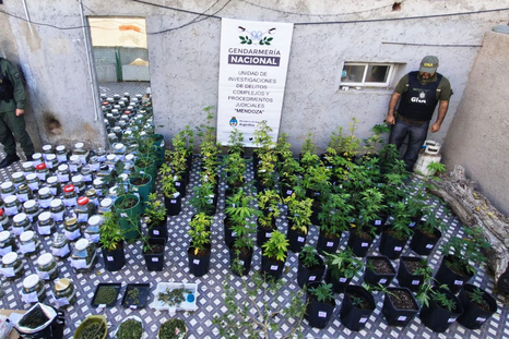Los frascos con cogollos de marihuana y los plantines de cannabis secuestrados durante los allanamientos en Mendoza. Los frascos con cogollos de marihuana y los plantines de cannabis secuestrados durante los allanamientos en Mendoza.