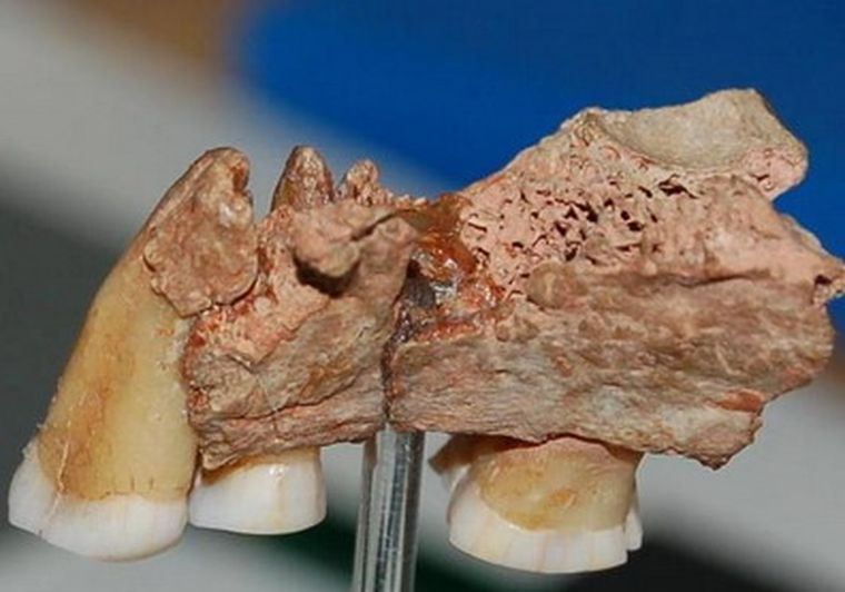 Maxilar con tres dientes descubierto en una cueva en Devon, Reino Unido.