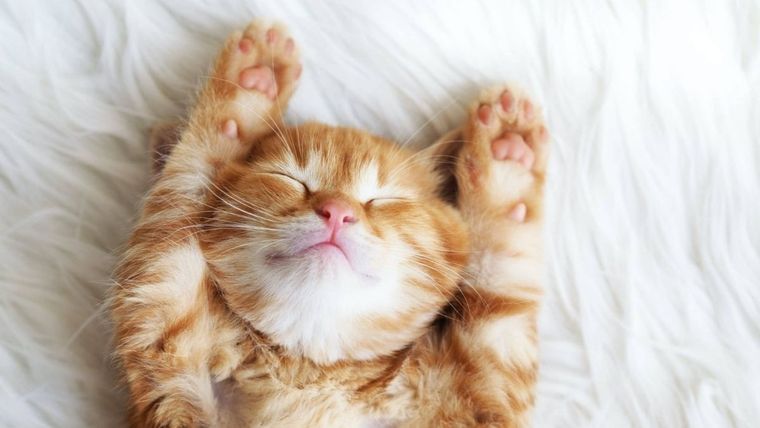 Gatito, comunicación, confianza