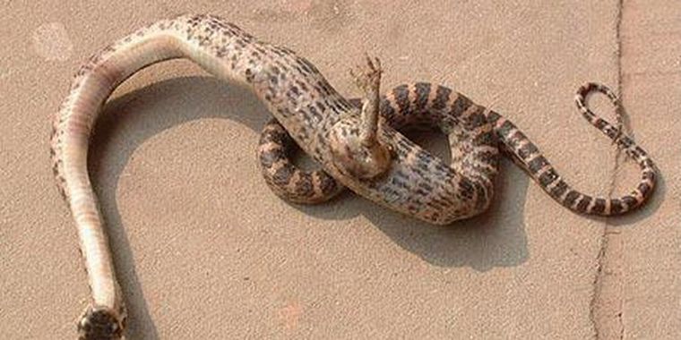 Foto: gentileza Mundo Insólito