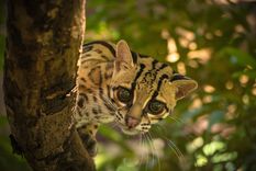 El margay es un felino que habita zonas selváticas desde México hasta el norte de nuestro país.
