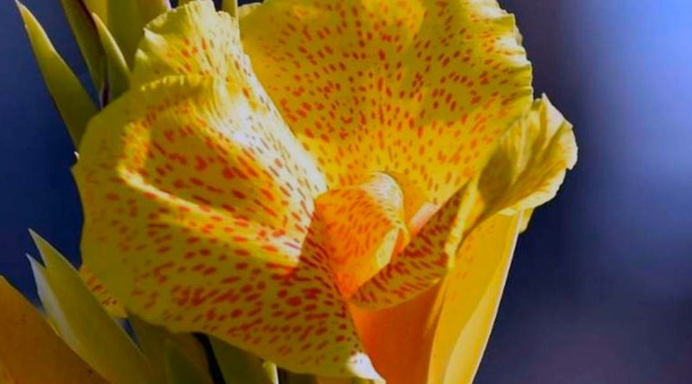 Originarias de Sudamérica, las cannas soportan bien el sol y el calor. Son muy bonitas y exóticas. Tienen flores de color amarillo, rojo, blanco e inclusive mezclado. Foto: Vía Instagram: @sodospalvos.it