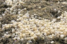 La playa Bristol en Mar del Plata amaneció repleta de huevos transparentes, un fenómeno que tiene su explicación. Foto: Redes sociales