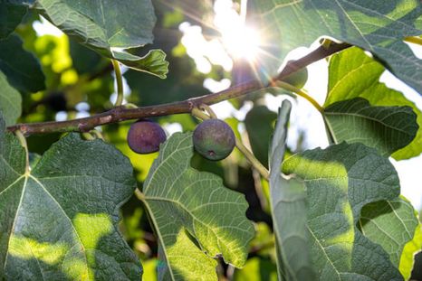Higuera en el jardín Higuera en el jardín