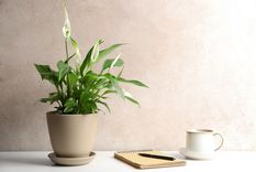 Plantas que mejoran el aire de tu casa.