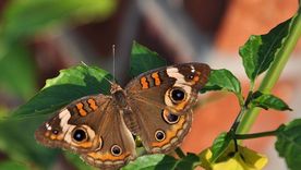 El estudio de la Universidad de Tel Aviv demostró que los insectos pueden percibir los sonidos que emiten las plantas. El estudio de la Universidad de Tel Aviv demostró que los insectos pueden percibir los sonidos que emiten las plantas.
