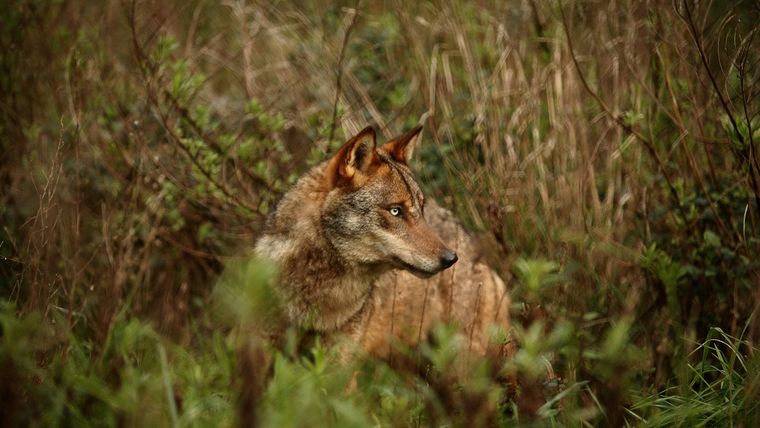Lobo ibérico.