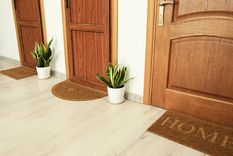 Feng Shui: 4 plantas que atraen energía negativa al hogar Revelamos cuáles son las portadoras de mal augurio. Foto: SHUTTERSTOCK