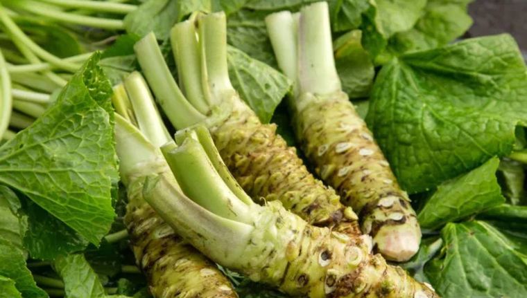 Una planta muy asociada a la cultura japonesa produce grandes beneficios para la salud mental (Shutterstock).