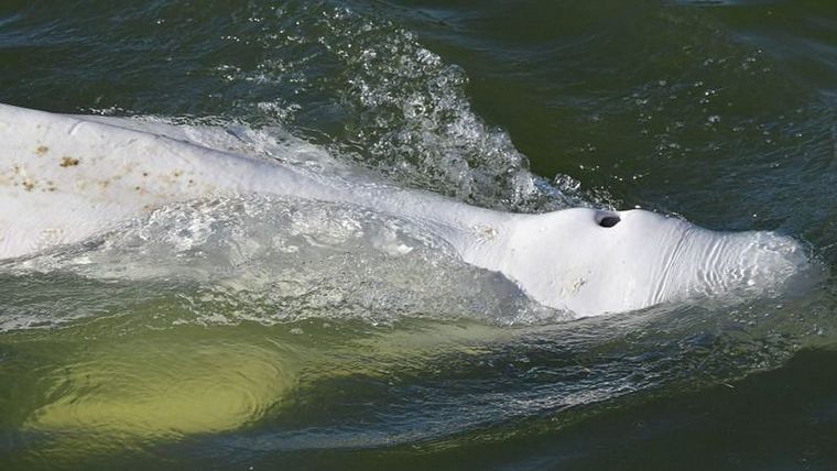 Los observadores científicos dicen que la ballena parece estar desnutrida. Foto: GETTY IMAGES