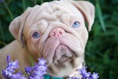 El pug que se hizo viral.