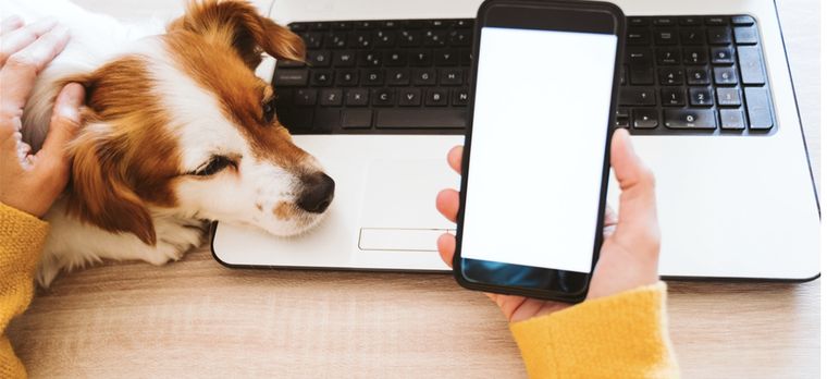 Descubre el motivo de porque tu perro te sigue a todos lados Foto: Shutterstock