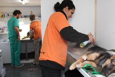 avanza el futuro hospital veterinario publico de mendoza