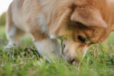 Puedes aplicar varios métodos para que tu perro borre este comportamiento Foto: Shutterstock
