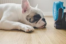 Esto es lo que deberías hacer para que un perro no tenga un golpe de calor Foto: Getty Images