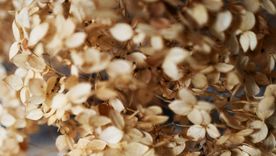 Hojas secas de Hojas secas de Hortensias. Foto: Pexels.com