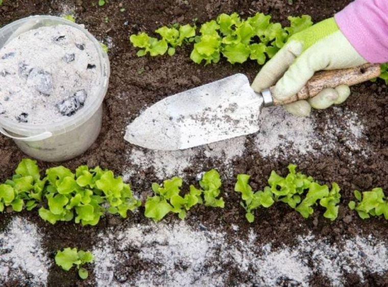 Este abono casero es idealy económico. Foto: Archivo
