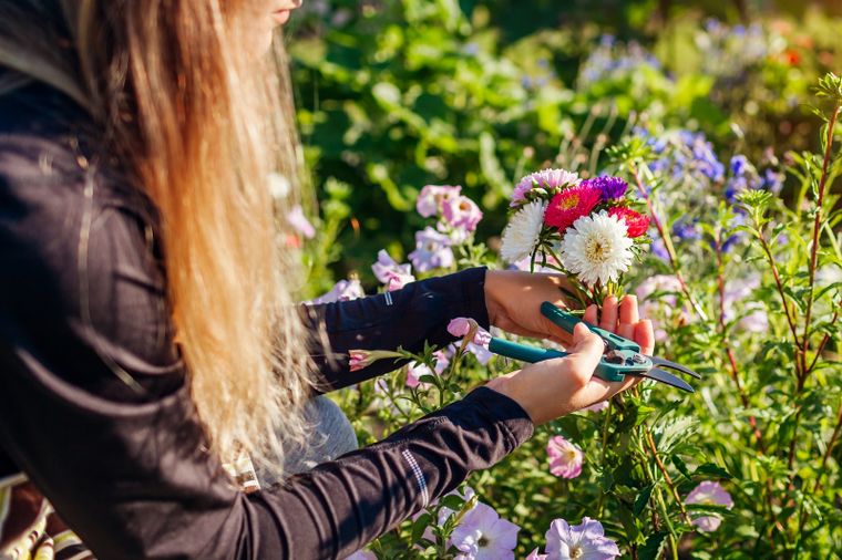 JARDÍN Las flores llenan de color cada jardín Foto: Shutterstock