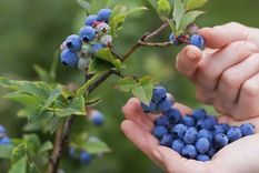Cultiva tus propios arándanos en maceta y disfruta de esta deliciosa y saludable fruta Foto: Infoagro