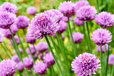 Plantas Allium Foto: SHUTTERSTOCK