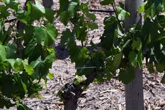 Foto: ALF PONCE MERCADO / MDZ