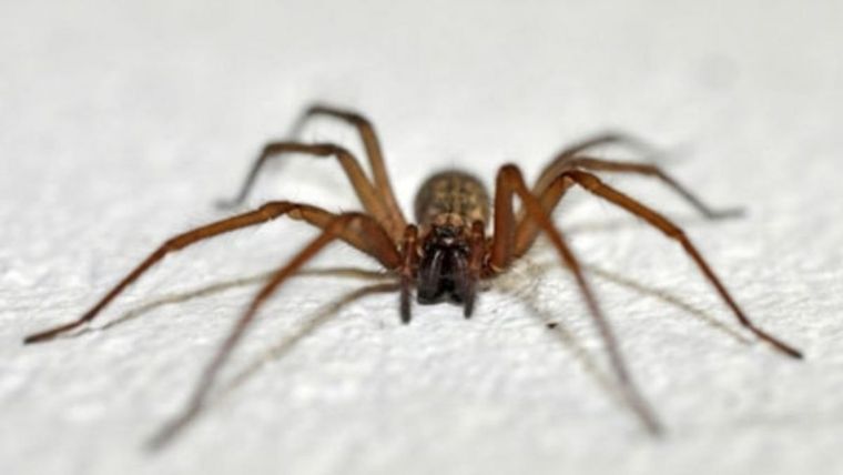 La loxosceles es una de las tres especies de araña que habitan en Argentina con potencial letalidad.