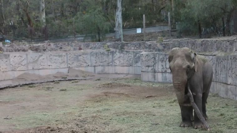 El elefante Tamy viviendo en cautiverio.