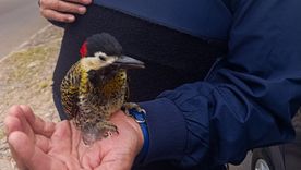 El ave rescatada se encuentra recuperándose en el Ecoparque. El ave rescatada se encuentra recuperándose en el Ecoparque.