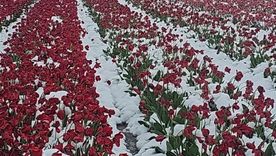 Las nevadas sorprendieron en plena primavera Foto: IG Tulipanes Patagonia