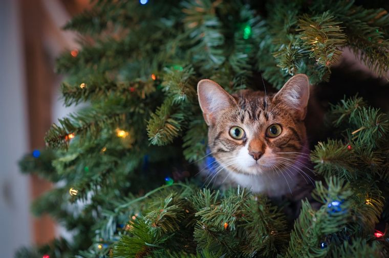 El tip para que tus gatos no se metan con tu árbol de Navidad Foto: Infobae