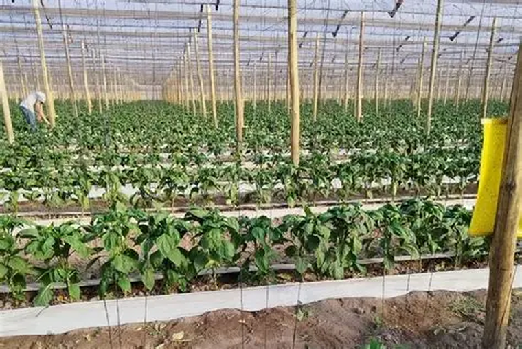 La agricultura es uno de los escenarios en los que el cuidado del ambiente resulta fundamental para combatir el cambio climático. La agricultura es uno de los escenarios en los que el cuidado del ambiente resulta fundamental para combatir el cambio climático.