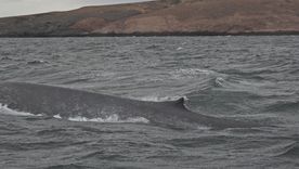 La ballena azul es el animal más grande del mundo.