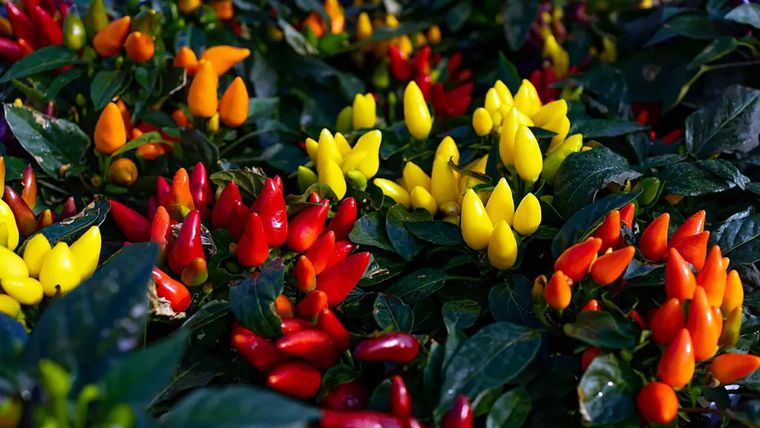 Foto: Créditos de la imagen: Katarina Molnarova