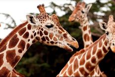 Las jirafas, centro de una investigación científica. Foto: Efe.