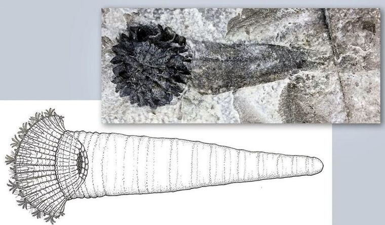 Abajo a la izquierda, la llamada Rueda de Ezequiel. Arriba a la derecha, un espécimen fósil de Rotaciurca superbus. Foto: Dpa.