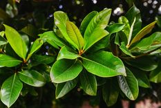 JARDÍN El laurel es originario de la región del mar del Mediterráneo Foto: SHUTTERSTOCK