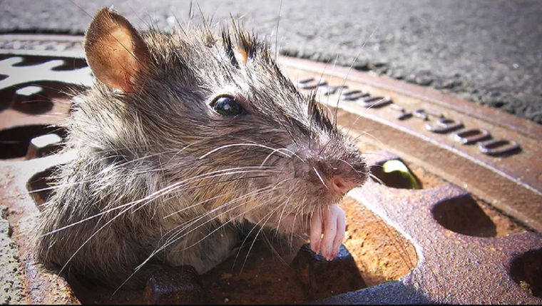 Además de todos lo problemas que Nueva York ha enfrentado en 2021, hay que añadirles una plaga de ratas. Foto: GETTY IMAGES