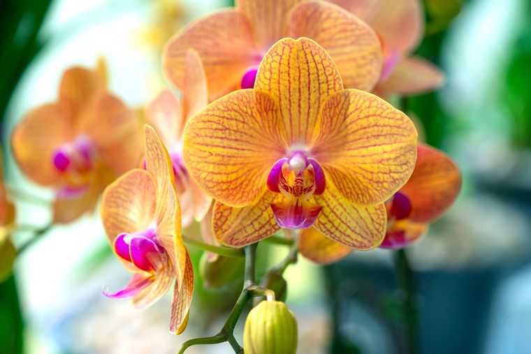Multiplicar orquídeas puede sonar complicado, pero con este método casero se vuelve algo cercano y hasta divertido.