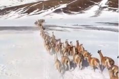video: una manada de guanacos atraviesa la nieve en san juan video: una manada de guanacos atraviesa la nieve en san juan
