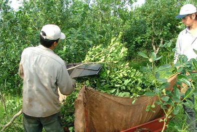 MDZol | Desde hace varias semanas los productores vienen pidiendo un ajuste importante en los precios que reciben por la hoja verde y la yerba canchada. Foto: Alejandro Spivak