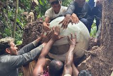 Siete urnas funerarias fueron descubiertas bajo las raíces de un árbol caído en la región de várzea de Lago do Cochila. El descubrimiento aporta nuevas evidencias sobre la ocupación ancestral en la Amazonía.