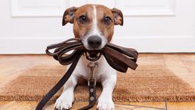 Disfrutá de cada momento y hacé que cada caminata con tu perro sea una experiencia inolvidable utilizando estos consejos Foto: Freepik