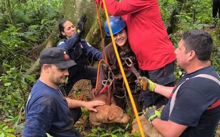 En Puerto Iguazú, un joven de 25 años y su perro cayeron a un pozo de más de 15 metros de profundidad.&nbsp;