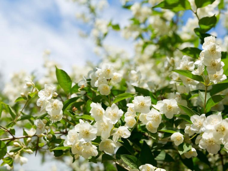 Tu jazmín explotará de flores con este abono casero Foto: Shutterstock