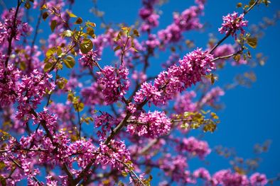 MDZol | Los mejores tips para cuidar los árboles con flores. Foto: Gentileza: freepik