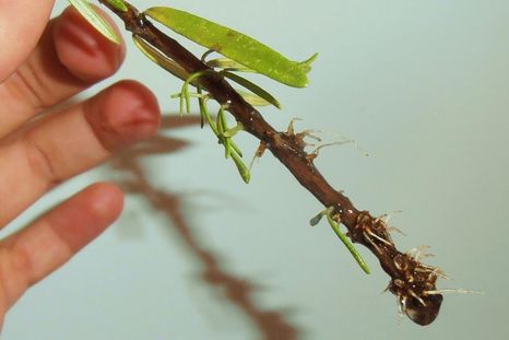 Este es un método efectivo para tener más plantas Foto: agriculturers
